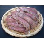 Yahoo! Yahoo!ショッピング(ヤフー ショッピング)シャコ（蝦蛄）の塩茹で　豊前海産　900g（約45尾〜90尾位）