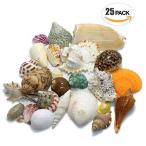 【エデンの貝殻】海の贈り物 ワクワク いろんな大きな貝殻 スペシャル 詰め合わせ どっさり 約480g 25個セット [S-13]