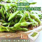 申込期間は7/4迄 枝豆 早生枝豆 1kg 新潟県産 夏 ギフト えだまめ 初だるま いきなまる ケンミンショー 黒埼産 新潟市 くろさき