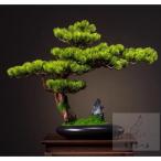  интерьер зеленый высококлассный иммитация . покупатель бонсай украшение? горшок .. смысл . покупатель бонсай декортивный элемент человеческий труд декоративное растение 