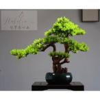  интерьер зеленый высококлассный иммитация . покупатель бонсай украшение? горшок .. смысл . покупатель бонсай декортивный элемент человеческий труд декоративное растение 