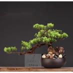  интерьер зеленый высококлассный иммитация . покупатель бонсай украшение? горшок .. смысл . покупатель бонсай декортивный элемент человеческий труд декоративное растение 