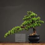 интерьер зеленый высококлассный иммитация . покупатель бонсай украшение? горшок .. смысл . покупатель бонсай декортивный элемент человеческий труд декоративное растение 