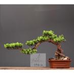  интерьер зеленый высококлассный иммитация . покупатель бонсай украшение? горшок .. смысл . покупатель бонсай декортивный элемент человеческий труд декоративное растение 