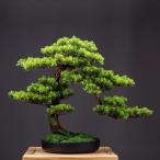  интерьер зеленый высококлассный иммитация . покупатель сосна бонсай украшение . смысл . покупатель сосна бонсай декортивный элемент человеческий труд декоративное растение 
