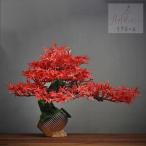  интерьер зеленый высококлассный иммитация . покупатель сосна бонсай украшение . смысл . покупатель сосна бонсай декортивный элемент человеческий труд декоративное растение 