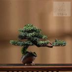  интерьер зеленый высококлассный иммитация . покупатель сосна бонсай украшение . смысл . покупатель сосна бонсай декортивный элемент человеческий труд декоративное растение 