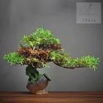  интерьер зеленый высококлассный иммитация . покупатель сосна бонсай украшение . смысл . покупатель сосна бонсай декортивный элемент человеческий труд декоративное растение 