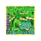 YC... план OE Ishii 200 грамм [ стандарт как примерно 92 шт ] васаби ветка бобы шт упаковка ×1 пакет [ma][ почтовая доставка бесплатная доставка ]