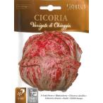 [ Италия. овощи. вид ]Hortus фирма leaf chi колли ~kioja вид ~ BSOCIC014 Variegata Chioggia