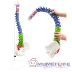 脊椎 模型 90cm 可動式 脊椎骨盤模型 