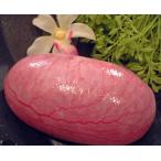 　ホーデン1個　大　(睾丸)　