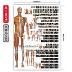全身の筋肉ポスター（パネル入り）」 A1サイズ フルカラー 楽天市場】ポスター 筋肉 全身 「全身の骨格筋 特大筋肉ポスター