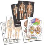  мускул ( модифицировано . версия )&....&. тело человека ..... сиденье 3 шт. комплект [.... имеется ]