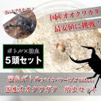 国産オオクワガタ　1令〜2令幼虫5頭+菌糸ボトルのセット