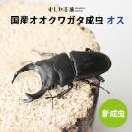 【国産 オオクワガタ 成虫 オス Mサイズ（60ミリ以上）】 クワガタ 昆虫 生体 ペット プレゼントに