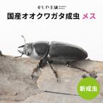 【新成虫！国産 オオクワガタ 成虫 メス Mサイズ】昆虫 クワガタ ブリード 生き物 ペット