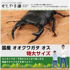 【国産 オオクワガタ 成虫 オス 特大サイズ】クワガタ 昆虫 生体 ペット プレゼントに