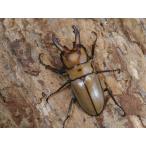 okipita белка пила ** пара No.1332