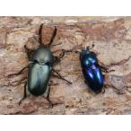  Papp a gold iro( Papp gold ) личинка 3 голова No.1361