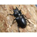  Europe Miyama 36 мм * одиночный товар No.1375