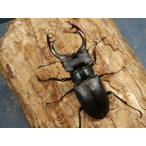 アクベシアヌスミヤマ78ミリ♂♀ペア No.1579