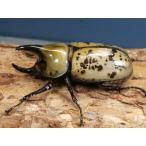 ティティウスシロカブト初2令幼虫3頭　 No.1895