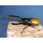 �w���N���X�E�I�L�V�f���^���X��2�ߗc��3���@No.2257