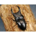オオクワガタ（久留米）78ミリ♂♀ペア No.2523