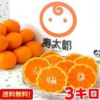 . Taro мандарин красный превосходящий 3kg