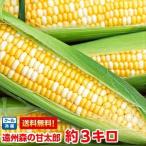 朝どり 森のとうもろこし3kg