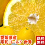 愛媛県産 宇和ゴール�