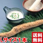  подарок по случаю конца года подарок Shizuoka префектура производство большой .. Японский ямс L размер 1 шт. 