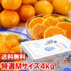  подарок по случаю конца года подарок Shizuoka префектура производство три штук день мандарин mika Ace специальный отбор M размер 4kg