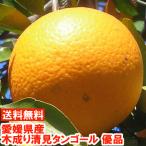 愛媛県産 清見タンゴール優品2kg