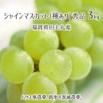  автомобиль in мускат превосходящий товар 3kg вид есть .. house нет пестициды . земля 8 сломан . пестициды нет химия удобрение культивирование 6~9. Fukuoka префектура рисовое поле . круг производство виноград 7 месяц последняя декада ~9 месяц сверху . бесплатная доставка 