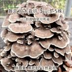 . дерево Mai .3kg(3~5 АО ) Yamagata префектура подлинный . река блок производство нет пестициды нет удобрение природа культивирование .. этот день отправка сырой мой take9 месяц последняя декада ~10 месяц средний . бесплатная доставка 