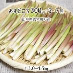  натуральный .....300g+ дикоросы 5~7 вид всего 1.0~1.5kg Yamagata префектура подлинный . река блок производство 4 месяц сверху .~4 месяц последняя декада входить гора *. брать этот день наклон отправка радиация талант не осмотр . инспекция settled бесплатная доставка 