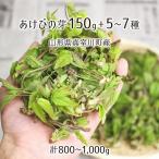  натуральный .... .150g+ дикоросы 5~7 вид всего 800~1000g Yamagata префектура подлинный . река блок производство 4 месяц сверху .~5 месяц сверху . входить гора *. брать этот день наклон отправка радиация талант не осмотр . инспекция settled бесплатная доставка 