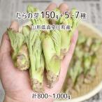  натуральный ... .150g+ дикоросы 5~7 вид всего 800~1000g Yamagata префектура подлинный . река блок производство 4 месяц сверху .~5 месяц средний . входить гора *. брать этот день наклон отправка радиация талант не осмотр . инспекция settled бесплатная доставка 