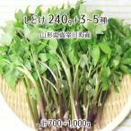  натуральный ...240g+ дикоросы 3~5 вид всего 700~1000g Yamagata префектура подлинный . река блок производство 4 месяц средний .~5 месяц последняя декада входить гора *. брать этот день наклон отправка радиация талант не осмотр . инспекция settled бесплатная доставка 