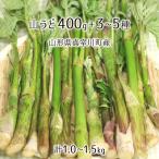  натуральный гора ..400g+ дикоросы 3~5 вид всего 1.0~1.5kg Yamagata префектура подлинный . река блок производство 5 месяц сверху .~5 месяц последняя декада входить гора *. брать этот день наклон отправка радиация талант не осмотр . инспекция settled бесплатная доставка 