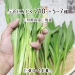  натуральный line человек чеснок 210g+ дикоросы 5~7 вид всего 800~1000g Yamagata префектура подлинный . река блок производство 4 месяц средний .~5 месяц последняя декада входить гора *. брать этот день наклон отправка радиация талант не осмотр . инспекция settled бесплатная доставка 