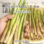  натуральный корень изгиб бамбук 600g+ дикоросы 4~6 вид всего 1.5~2.0kg Yamagata префектура подлинный . река блок производство 5 месяц сверху .~5 месяц последняя декада входить гора *. брать этот день наклон отправка радиация талант не осмотр . инспекция settled бесплатная доставка 