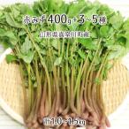  натуральный красный ..400g+ дикоросы 3~5 вид всего 1.0~1.5kg Yamagata префектура подлинный . река блок производство 5 месяц средний .~5 месяц последняя декада входить гора *. брать этот день наклон отправка радиация талант не осмотр . инспекция settled бесплатная доставка 