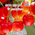  Sato . превосходящий товар M/L 350g специальный культивирование вишня Yamagata префектура восток корень город производство . пестициды нет химия удобрение 6 месяц средний .~6 месяц последняя декада утро .. этот день отправка бесплатная доставка 