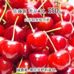  Sato . превосходящий товар 2L 350g специальный культивирование вишня Yamagata префектура восток корень город производство . пестициды нет химия удобрение 6 месяц средний .~6 месяц последняя декада утро .. этот день отправка бесплатная доставка 