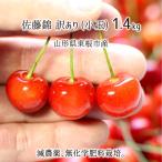  Sato . есть перевод ( маленький шар ) 1.4kg специальный культивирование вишня Yamagata префектура восток корень город производство . пестициды нет химия удобрение 6 месяц средний .~6 месяц последняя декада утро .. этот день отправка бесплатная доставка 