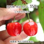 . превосходящий . превосходящий товар M/L 350g специальный культивирование вишня Yamagata префектура восток корень город производство . пестициды нет химия удобрение 6 месяц последняя декада ~7 месяц сверху . утро .. этот день отправка бесплатная доставка 