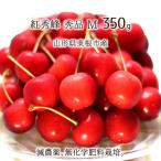 . превосходящий . превосходящий товар M 350g специальный культивирование вишня Yamagata префектура восток корень город производство . пестициды нет химия удобрение 6 месяц последняя декада ~7 месяц сверху . утро .. этот день отправка бесплатная доставка 